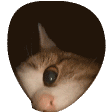 catto.gif